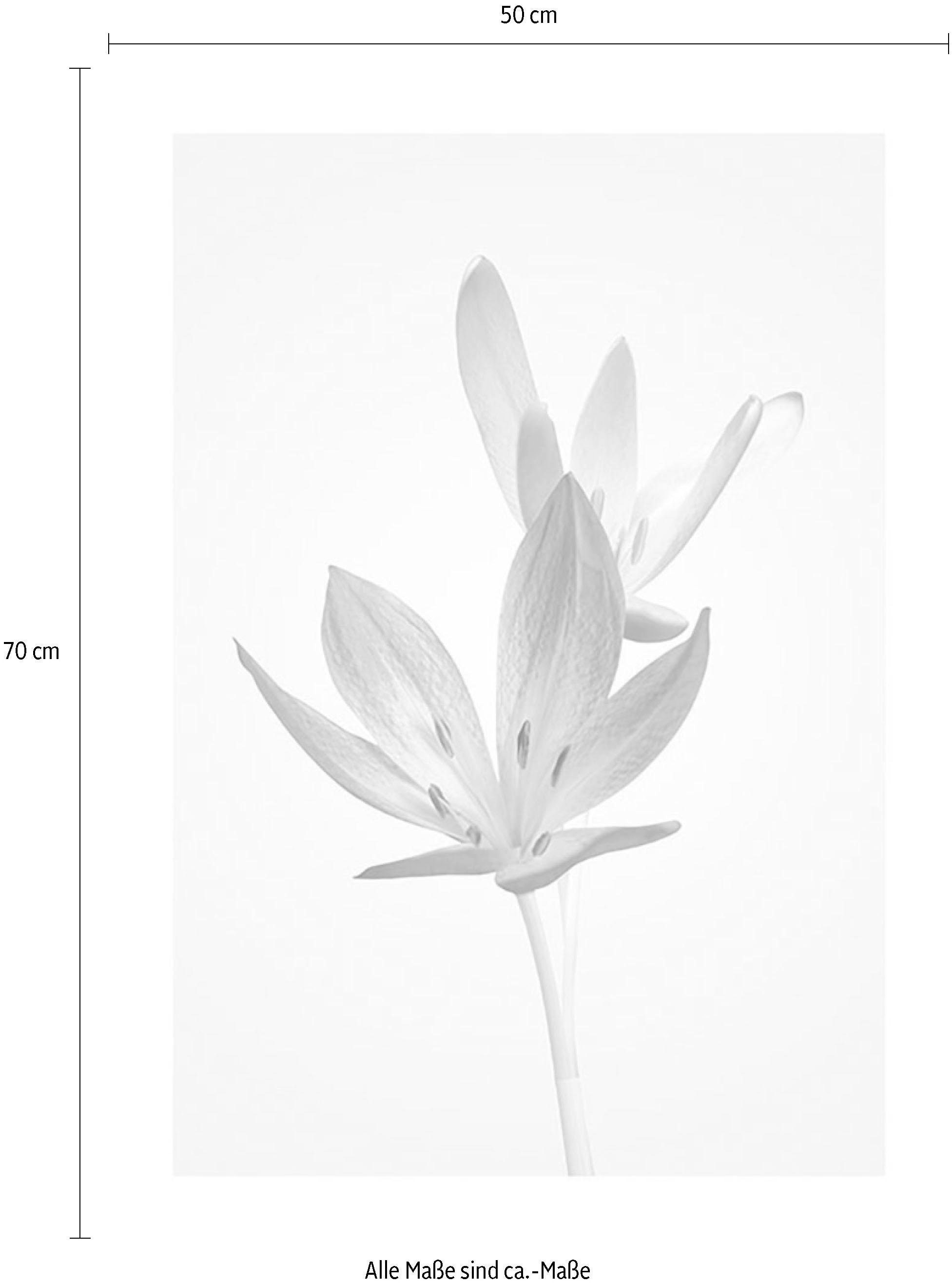 Komar Bild »Autumn Crocus«, Blumen, (1 St.), Wandbild zur Dekoration - ohne Rahmen