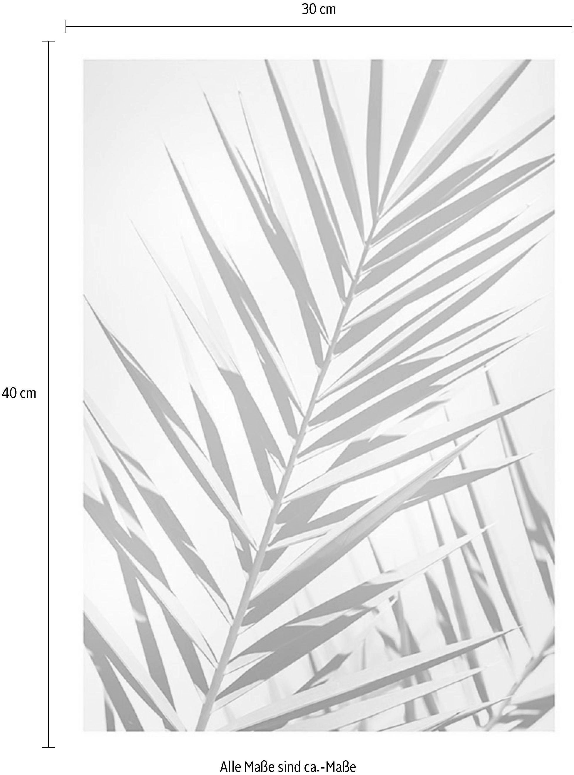 Komar Bild »Shine« Blätter | Pflanzen 1 Stk. tlg. Wandbild zur Dekoration - ohne Rahmen