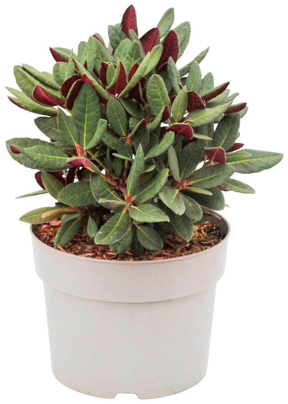 BCM Gehölze »Rhododendron 'Wine and Roses'«, (2 St.), Höhe: 25-30 cm, 2 Pflanzen kaufen
