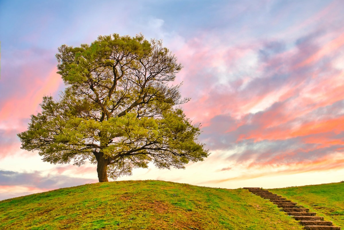 Papermoon Fototapete "Baum in Landschaft"
