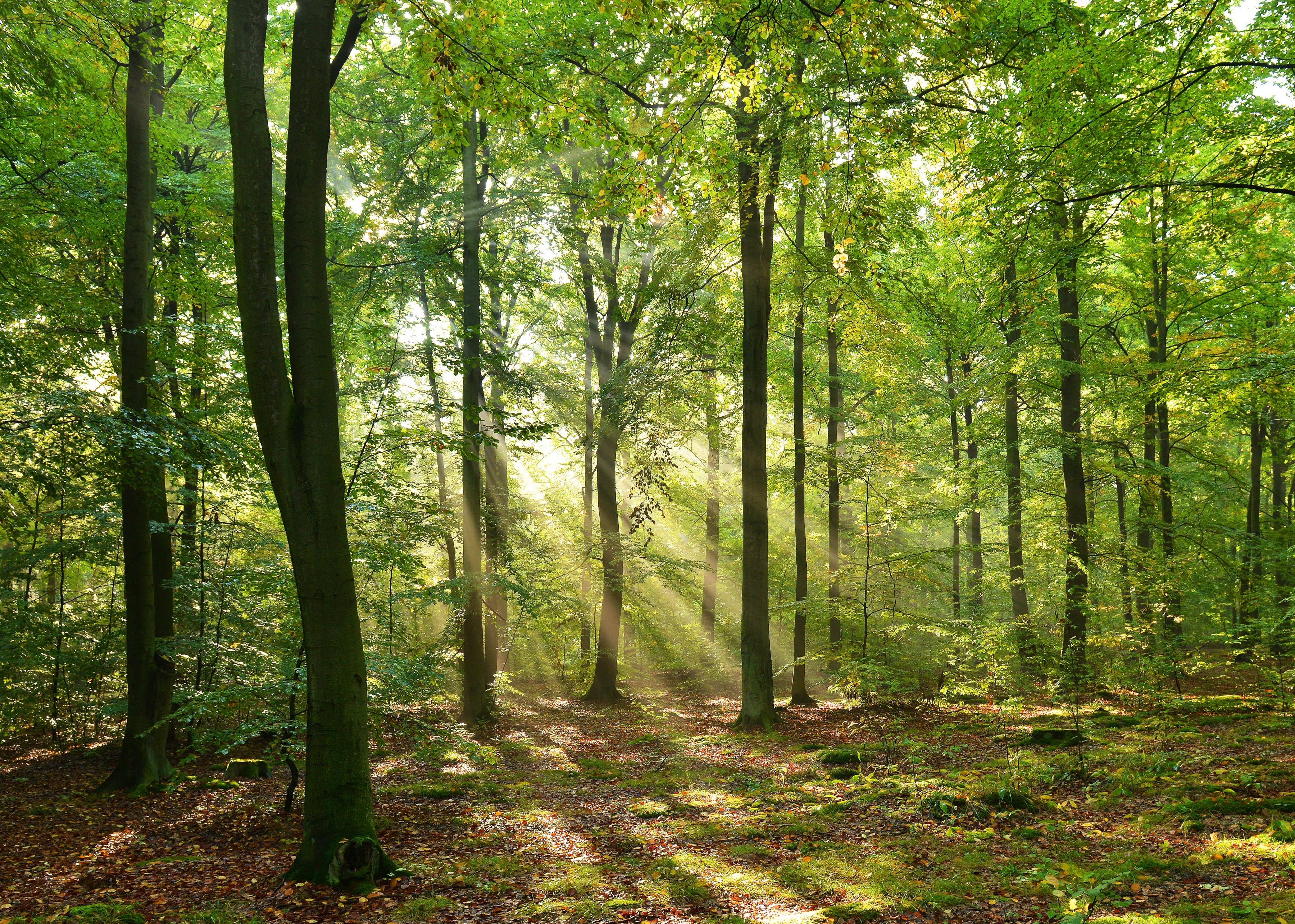 Papermoon Fototapete "Forrest morning" glatt