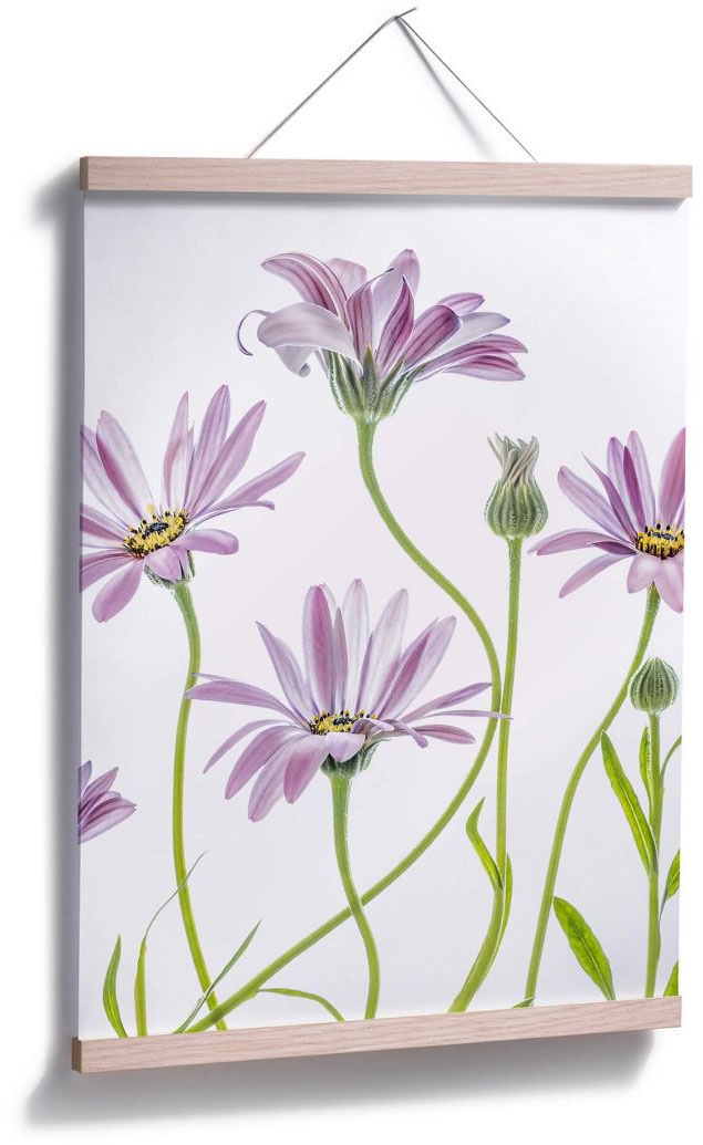 »Gänseblümchen«, BAUR kaufen Blumen, (1 Wall-Art Poster | St.)