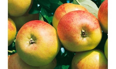 BCM Obstpflanze »Apfel 'Cox Orange'«, (1 St.), Höhe: 80-100 cm, 1 Pflanze kaufen