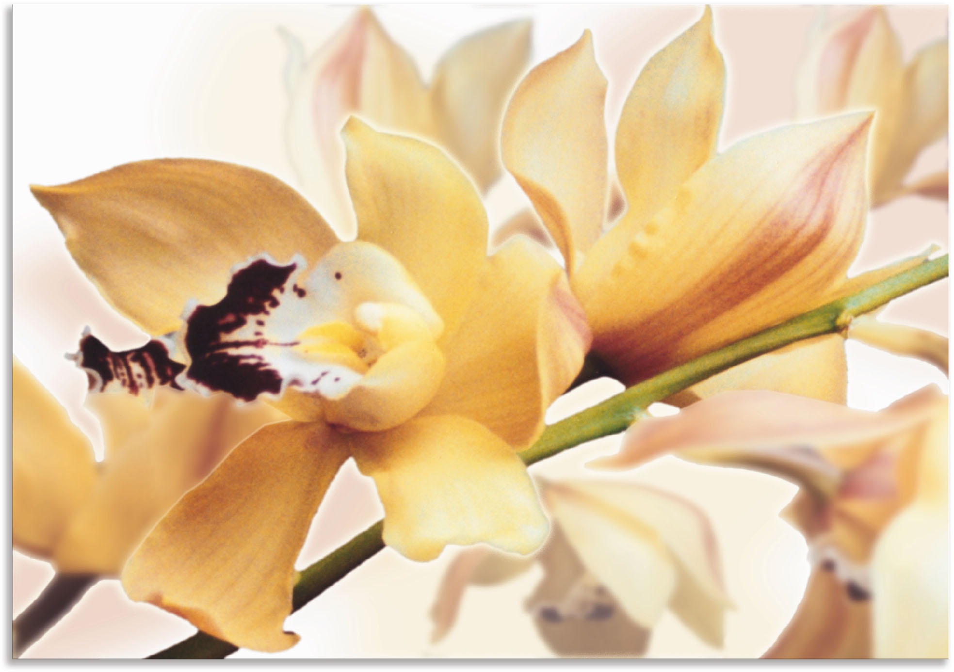 Artland Wandbild "Gelbe Orchidee", Blumenbilder, (1 St.), als Alubild, Outd günstig online kaufen