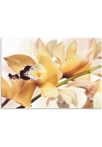 Artland Paveikslas »Gelbe Orchidee« Blumenbild...