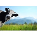 Papermoon Fototapete »Lustige Kuh«, Vliestapete, hochwertiger Digitaldruck