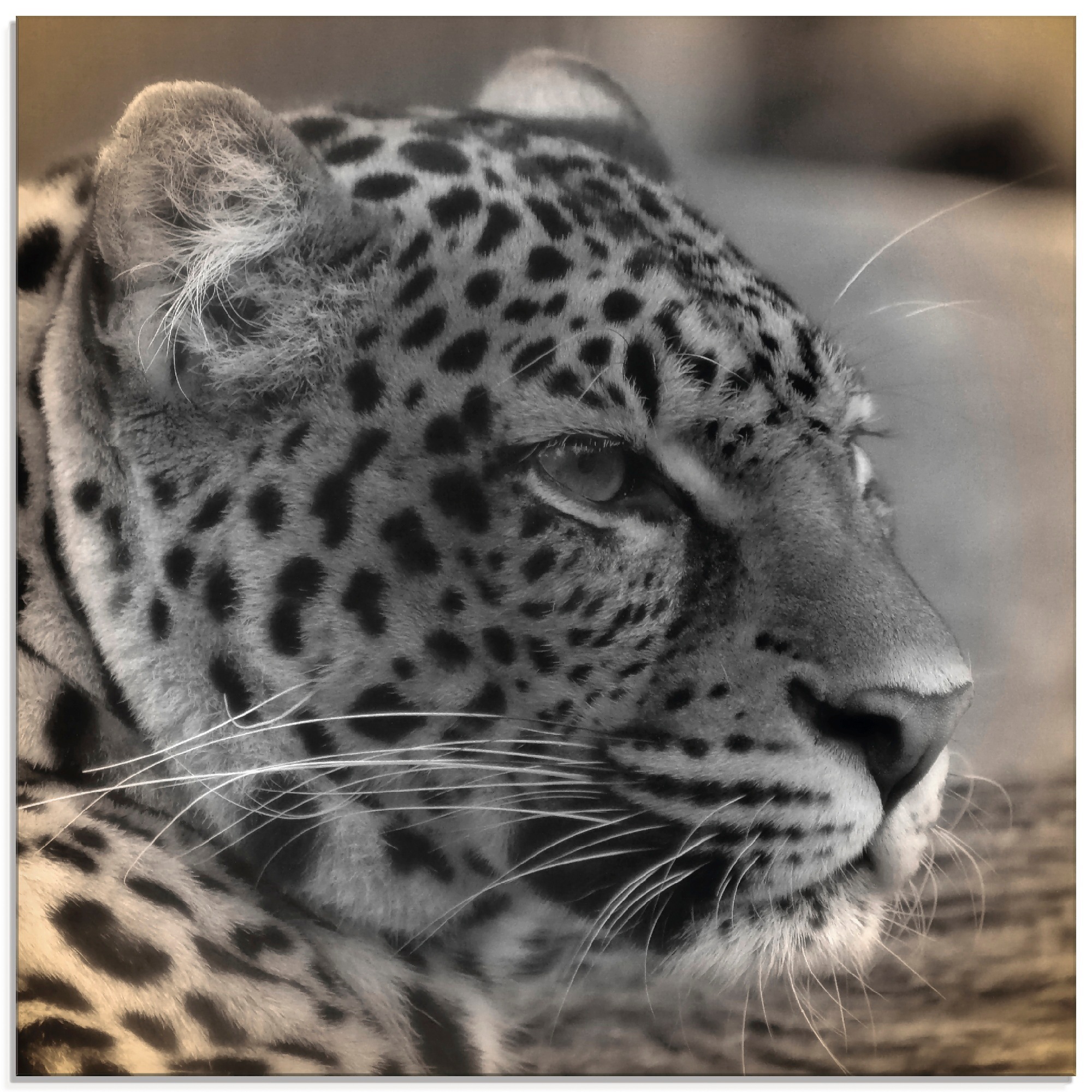 Artland Glasbild BAUR verschiedenen St.), »Leopard Größen kaufen (1 in Profil«, Wildtiere, 