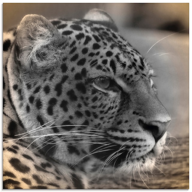 Artland Glasbild »Leopard Profil«, Wildtiere, (1 St.), in verschiedenen  Größen kaufen | BAUR