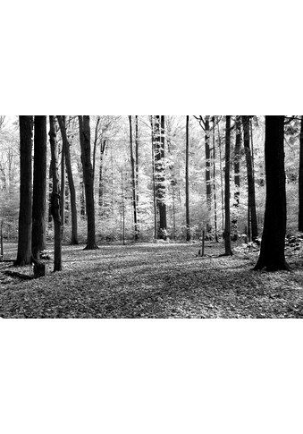 Papermoon Fototapetas »Wald juoda spalva & Weiß«...