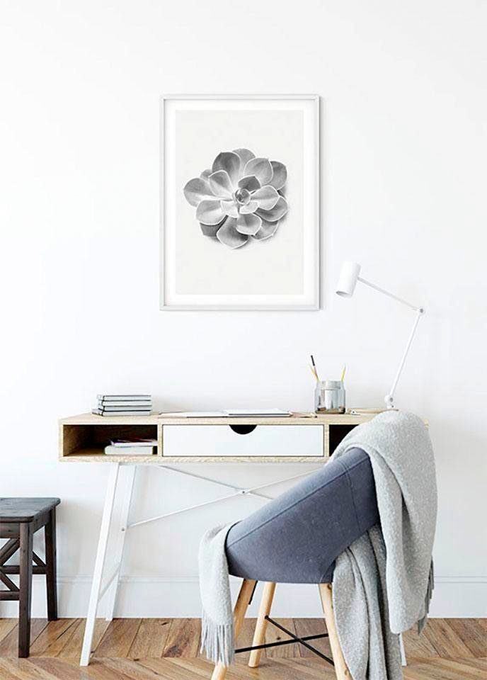 Komar Bild »Succulent Aeonium«, Pflanzen-Blätter, (1 St.), Wandbild zur Dekoration - ohne Rahmen