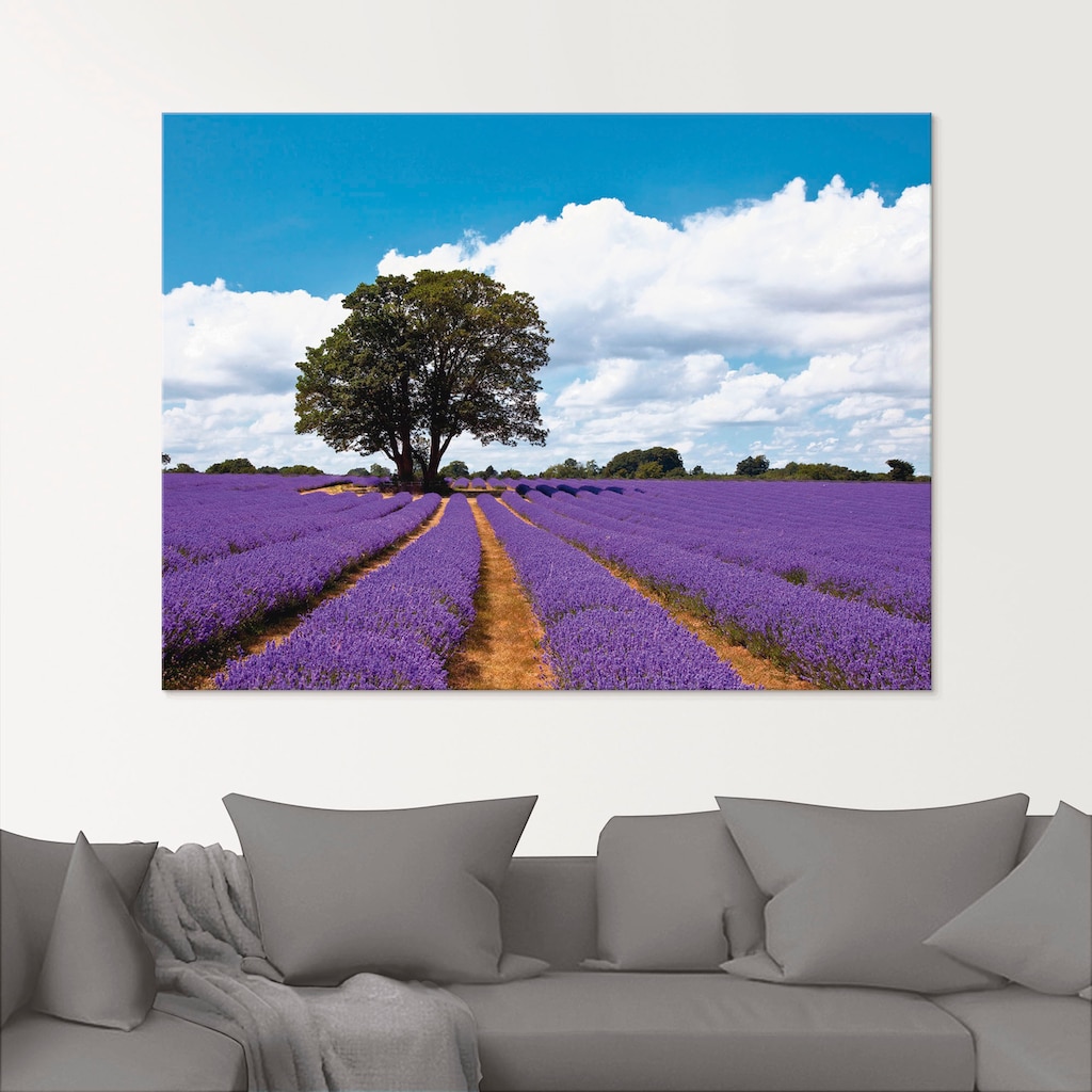 Artland Glasbild »Schönes Lavendelfeld im Sommer«, Felder, (1 St.)