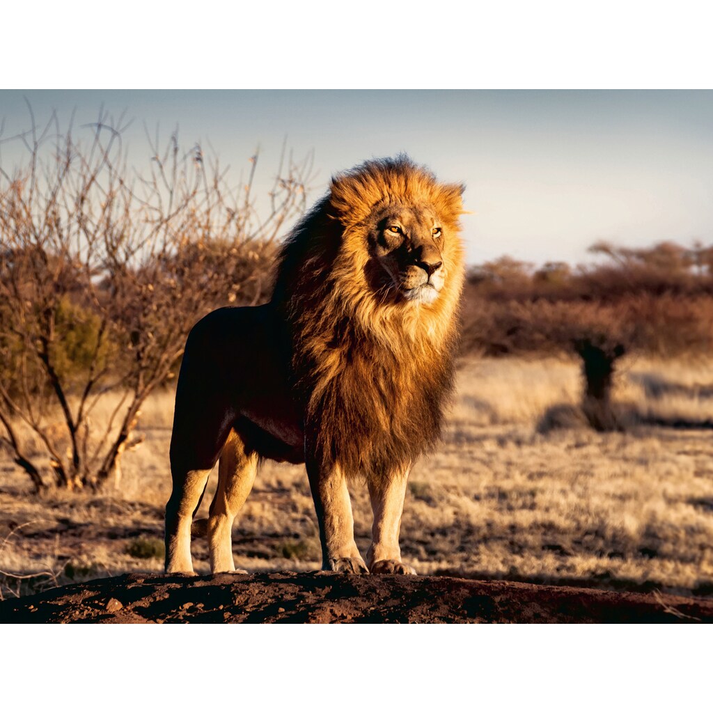 Ravensburger Puzzle »Der Löwe - Der König der Tiere«, Made in Germany, FSC® - schützt Wald - weltweit
