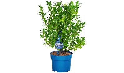 BCM Obstpflanze »Heidelbeere 'Berry Blues'«, (1 St.), Höhe: 50-60 cm, 1 Pflanze kaufen