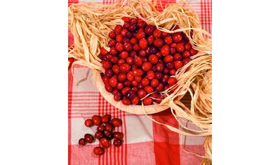 BCM Obstpflanze »Cranberry«, (3 St.), Höhe: 15-20 cm kaufen