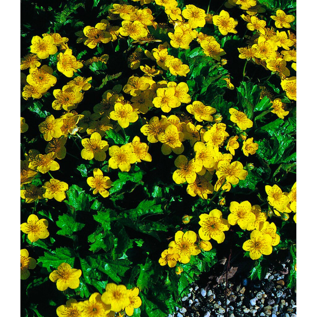 BCM Bodendecker »Waldsteinien-Set (gelb)«, (3 St.), Waldsteinien-Set: 3 Pflanzen