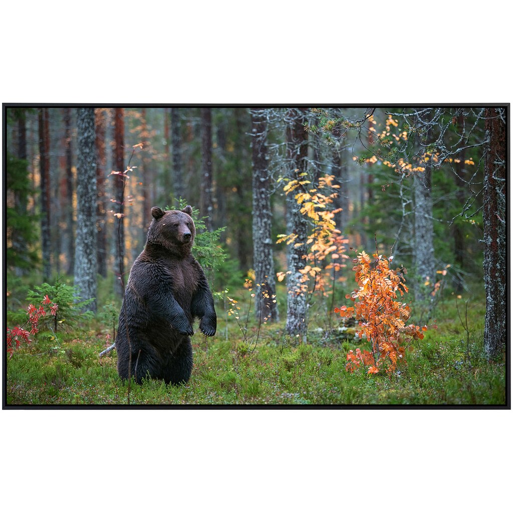 Papermoon Infrarotheizung »Braunbär im Herbstwald«