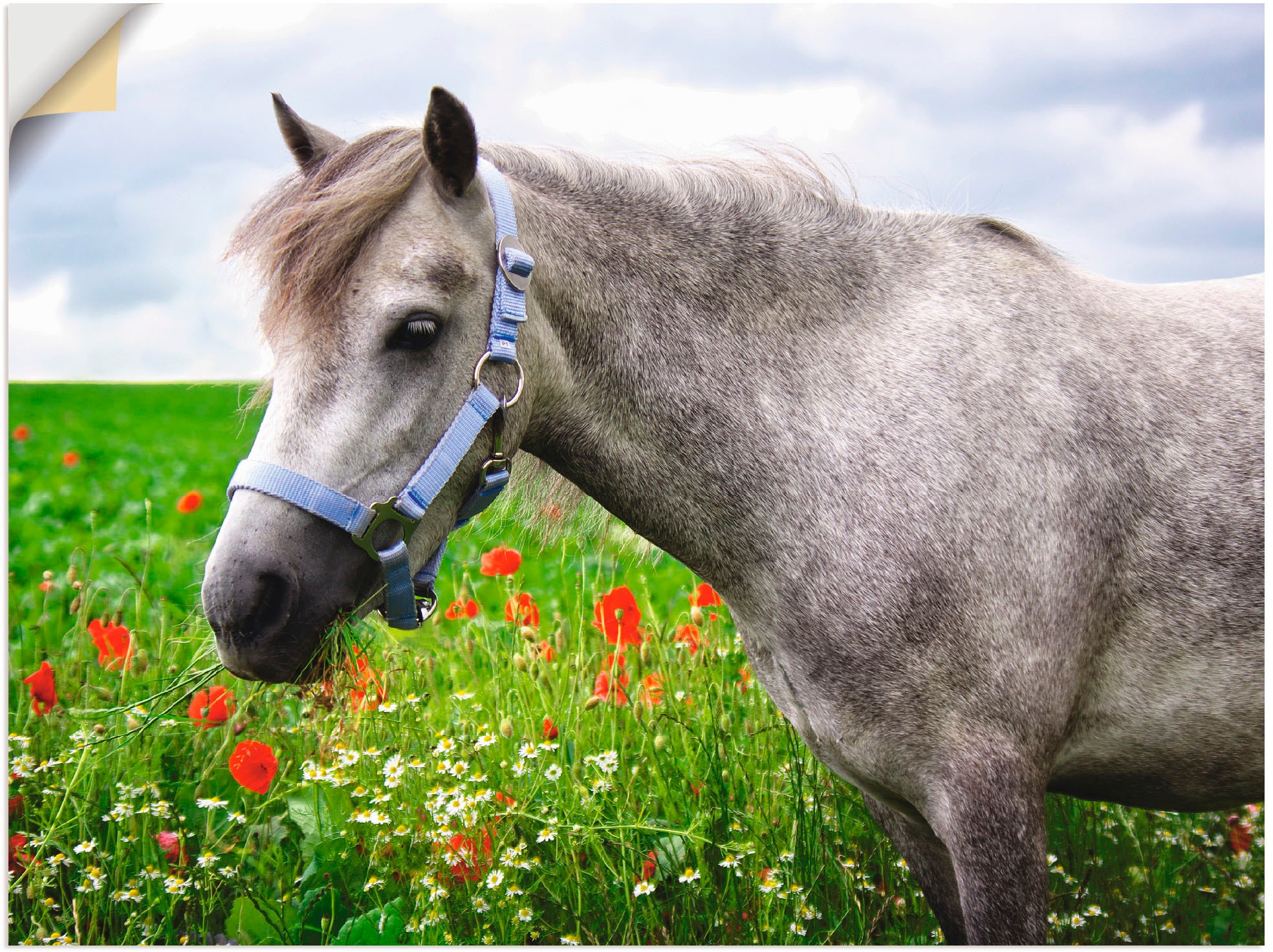 Artland Wandbild »Welshpony«, Haustiere, (1 St.), als Leinwandbild, Wandaufkleber in verschied. Größen