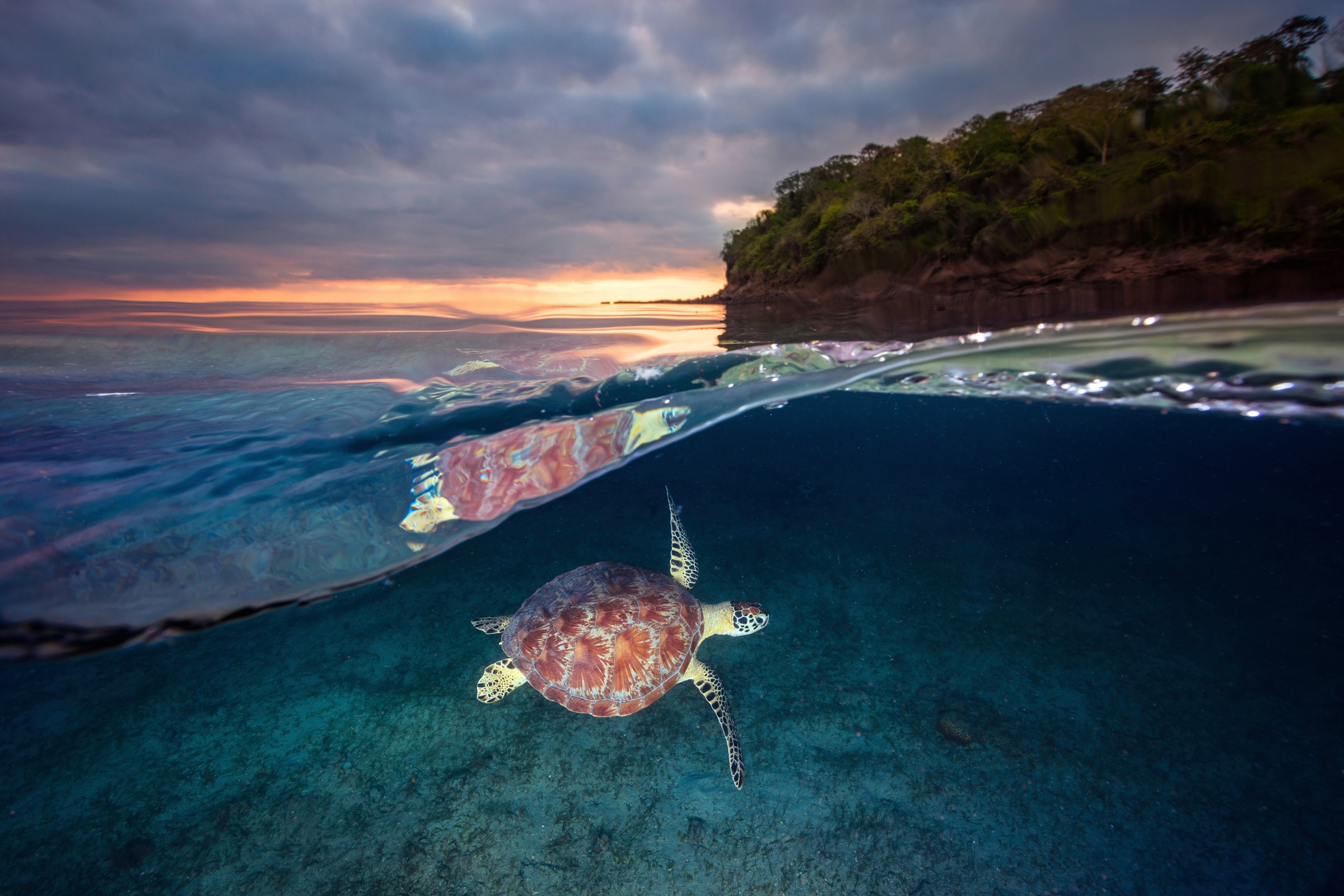 Fototapete »Photo-Art BARATHIEU GABRIEL, GRÜNE SCHILDKRÖTE MIT SONNENUNTERGANG«