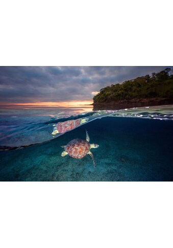 Fototapete »Photo-Art BARATHIEU GABRIEL, GRÜNE SCHILDKRÖTE MIT SONNENUNTERGANG«