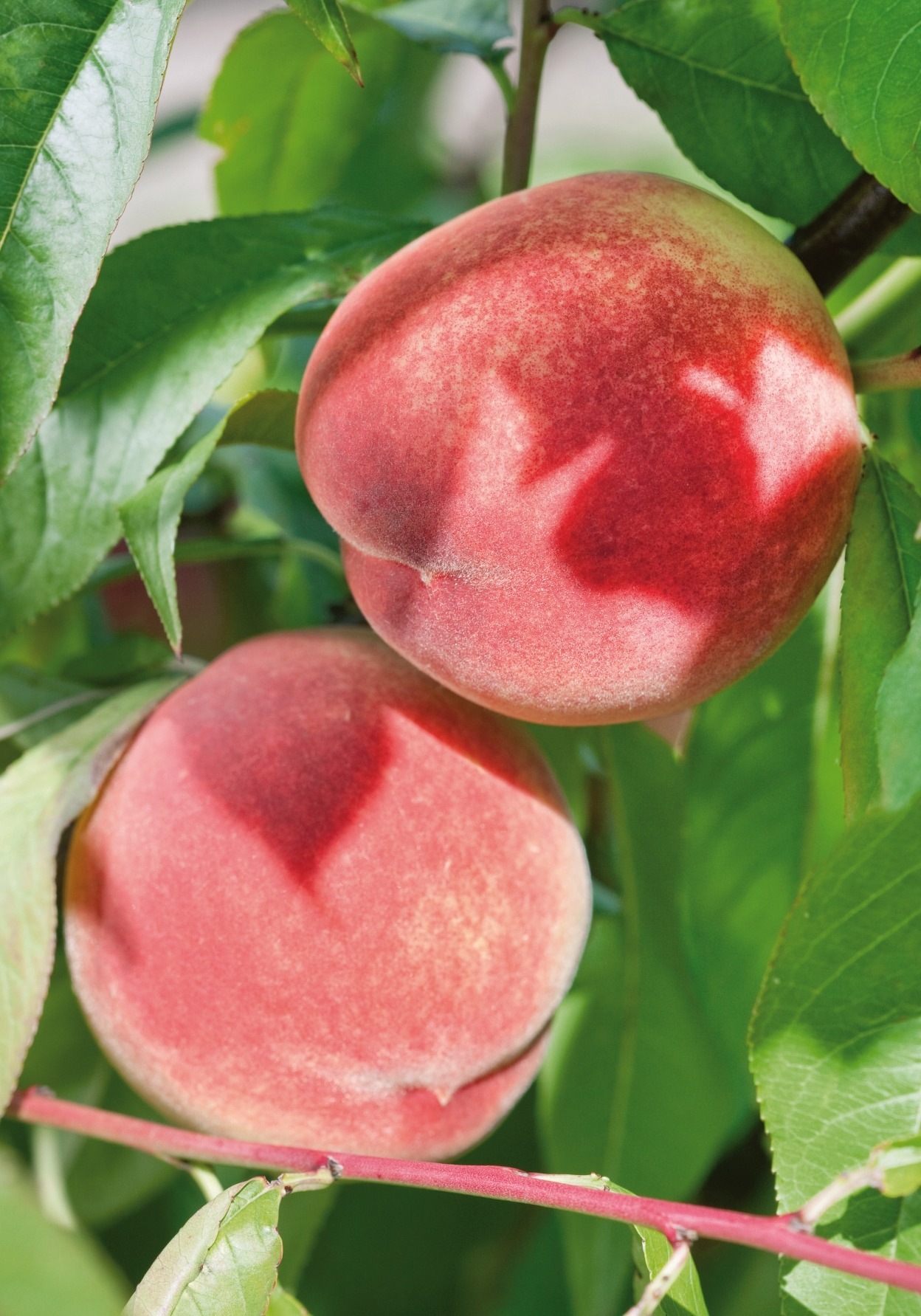 BCM Obstpflanze »Säulenobst Pfirsich 'Rubino'«, (1 St.), Höhe: 80-100 cm, 1 Pflanze kaufen