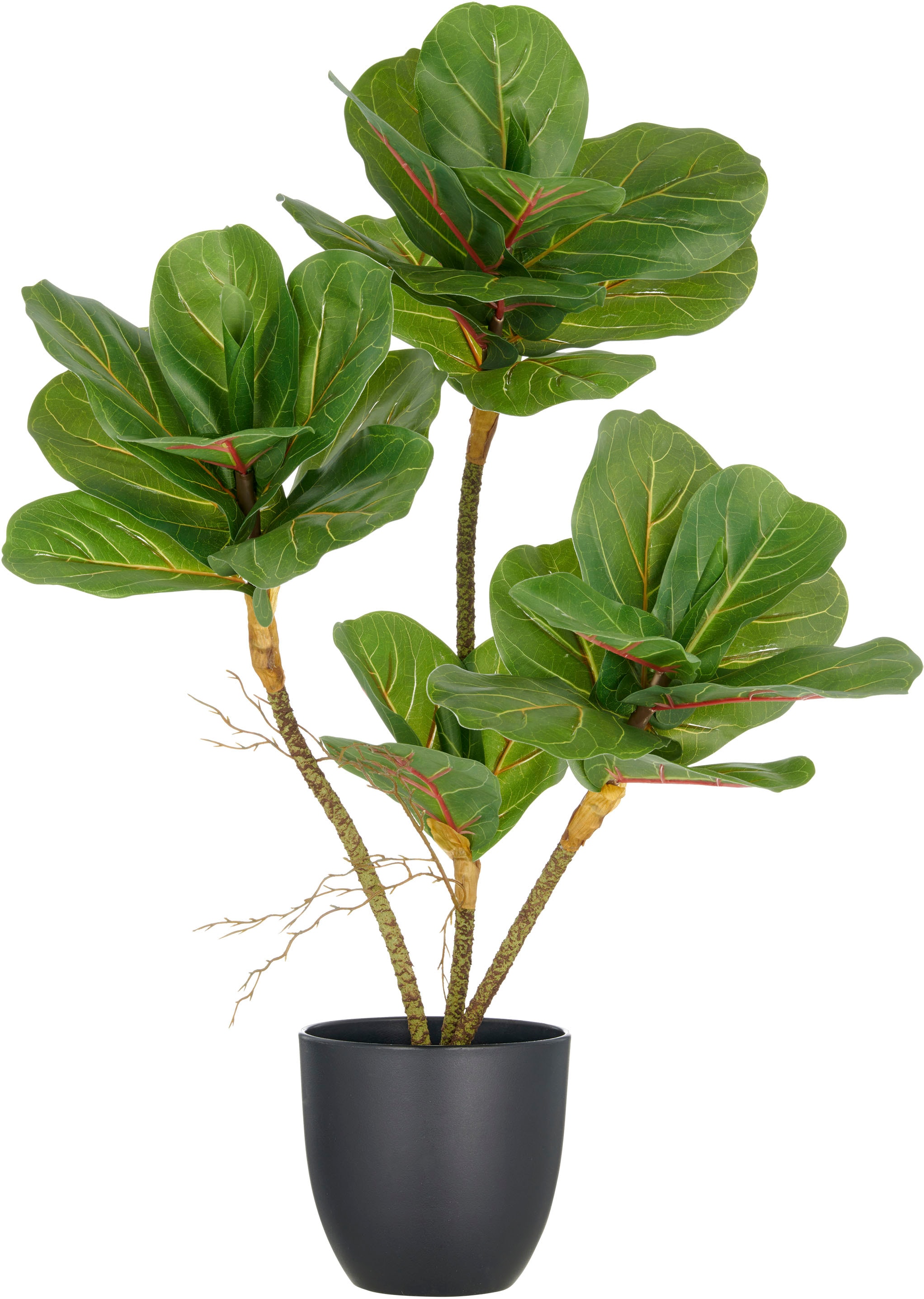 Creativ green Kunstpflanze "Ficus lyrata", mit Luftwurzeln günstig online kaufen