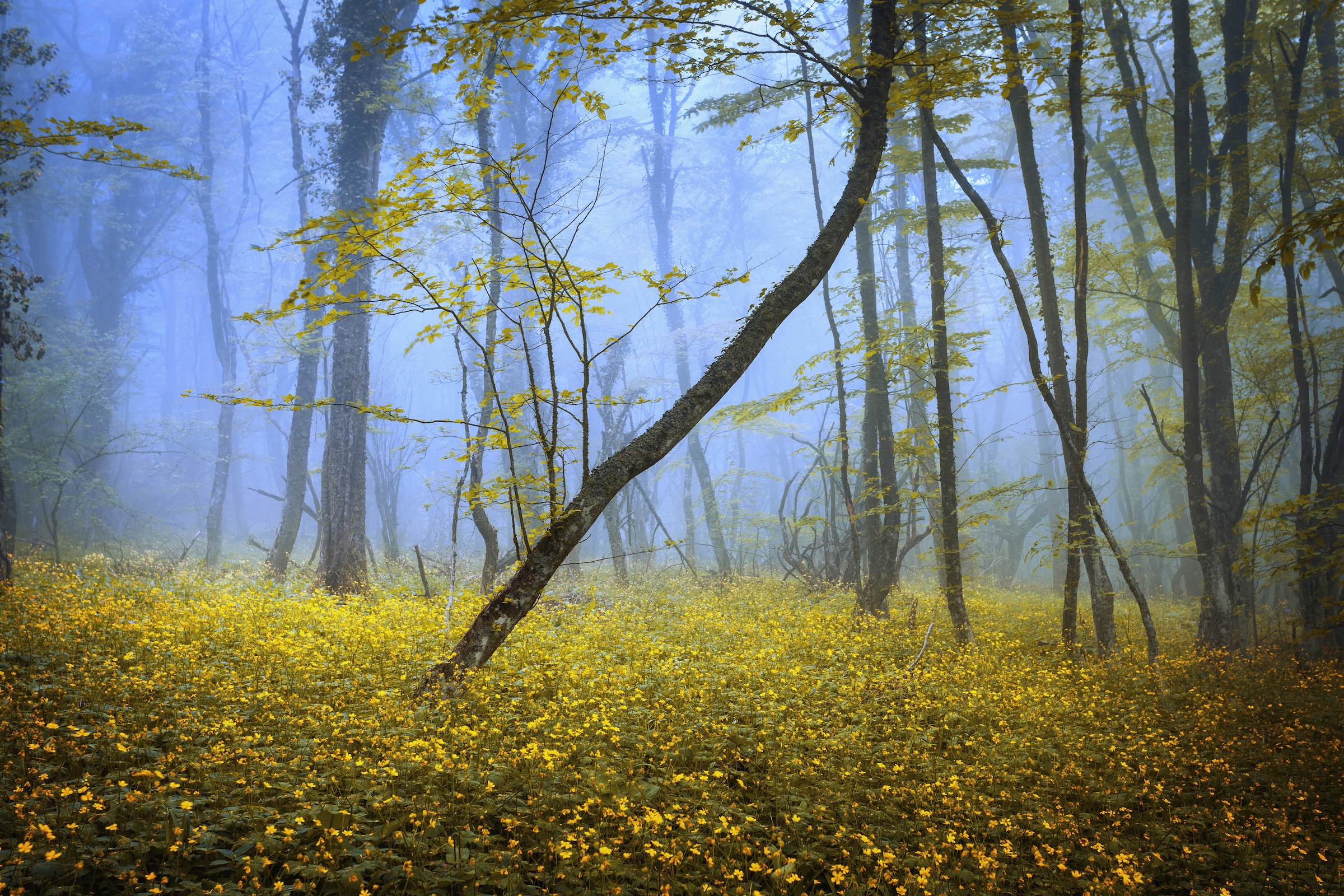 Papermoon Fototapete "WALD-HERBST NATUR LANDSCHAFT BÄUME NEBEL BAUM BLUMEN"