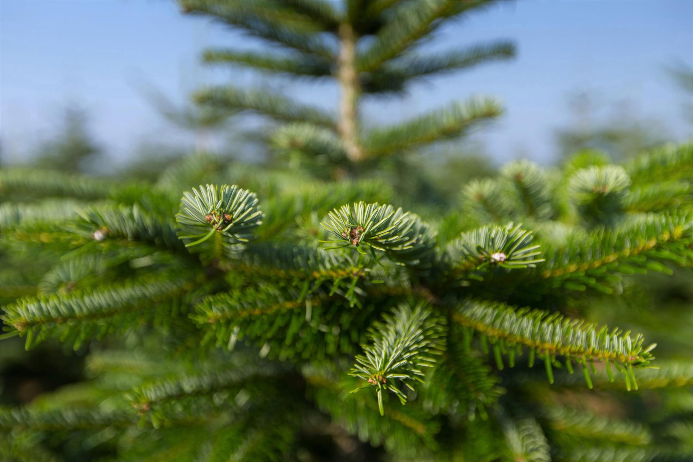 Weihnachtsbaumland Echter Weihnachtsbaum »Echte Nordmanntanne zum Einpflanzen, Weihnachtsdeko aussen«, im Topf gewachsen