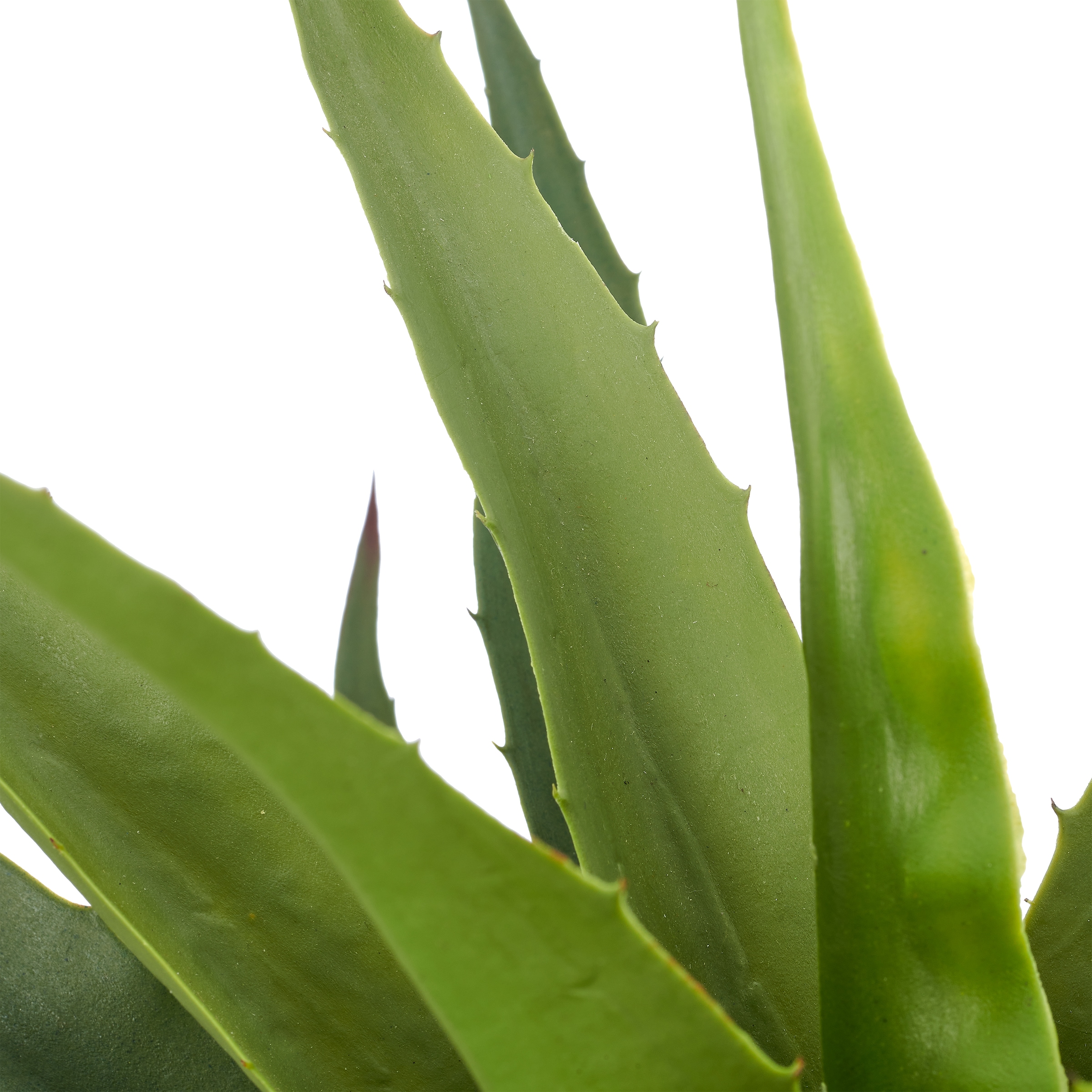 Creativ green Kunstpflanze »Agave salmiana« mit naturgetreuem Blattwerk
