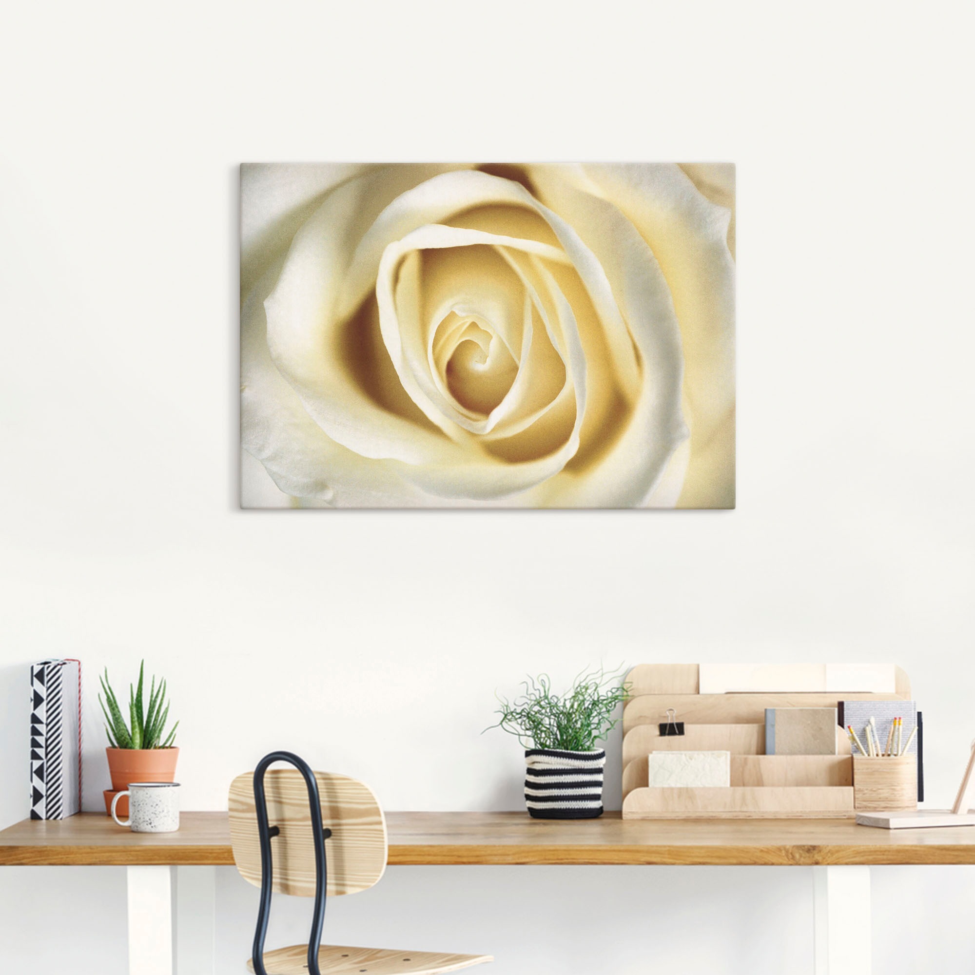 Artland Leinwandbild "Weiße Rose" Blumen 1 Stk. tlg. als Alubild, Outdoorbi günstig online kaufen
