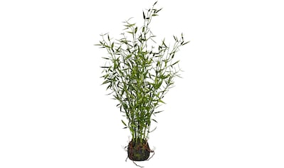Creativ green Künstliche Zimmerpflanze »Bambus im Moosballen«, (1 St.) kaufen