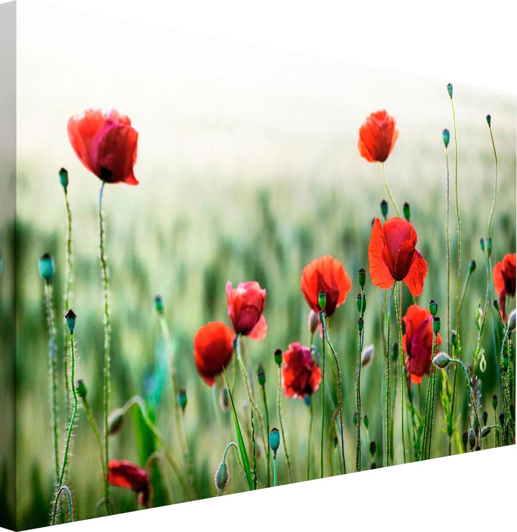 70x118 bestellen Block Holzbild Wild | BAUR Poppies« Reinders! »Deco