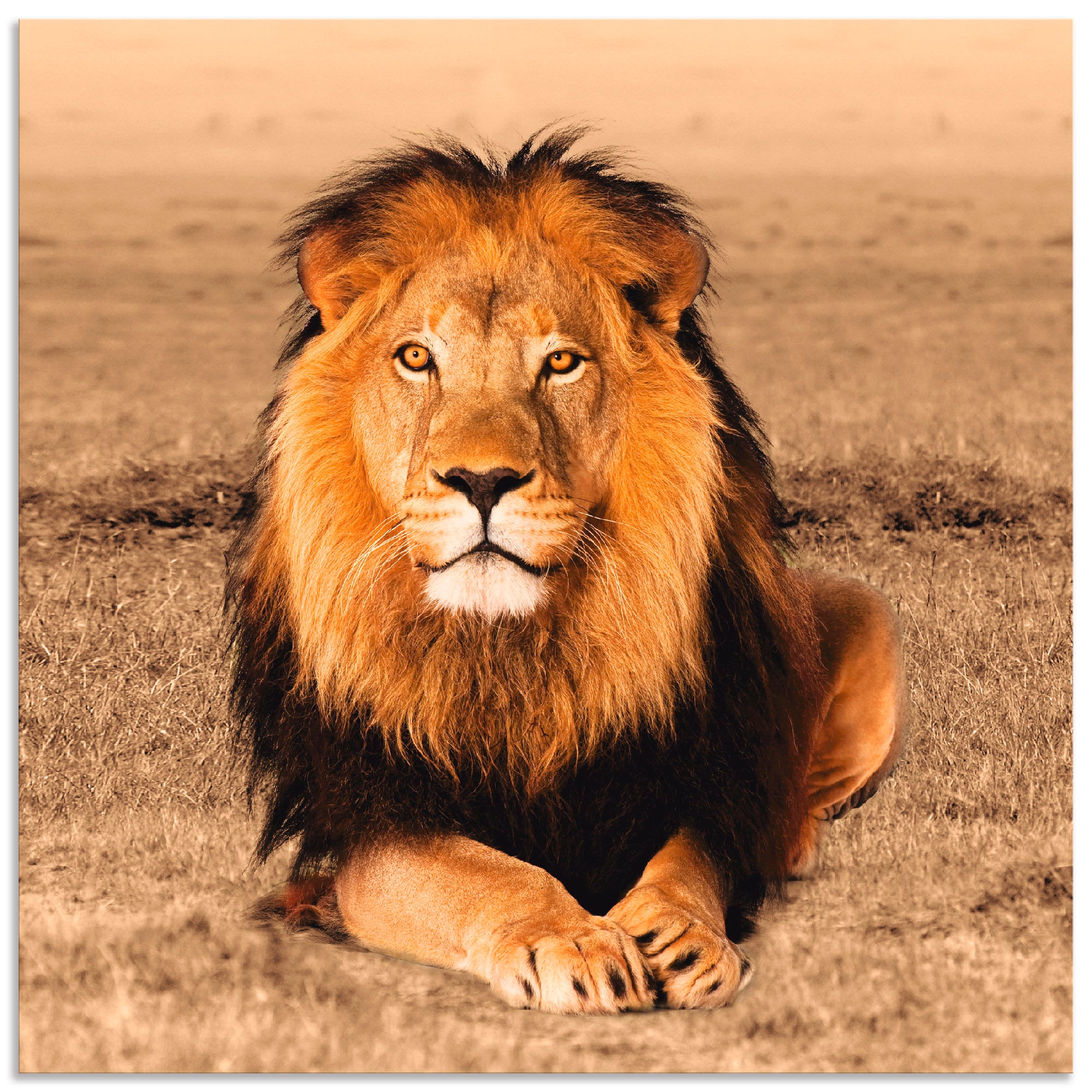 Artland Wandbild "Löwe" Wildtiere 1 Stk. tlg. als Alubild, Outdoorbild, Lei günstig online kaufen