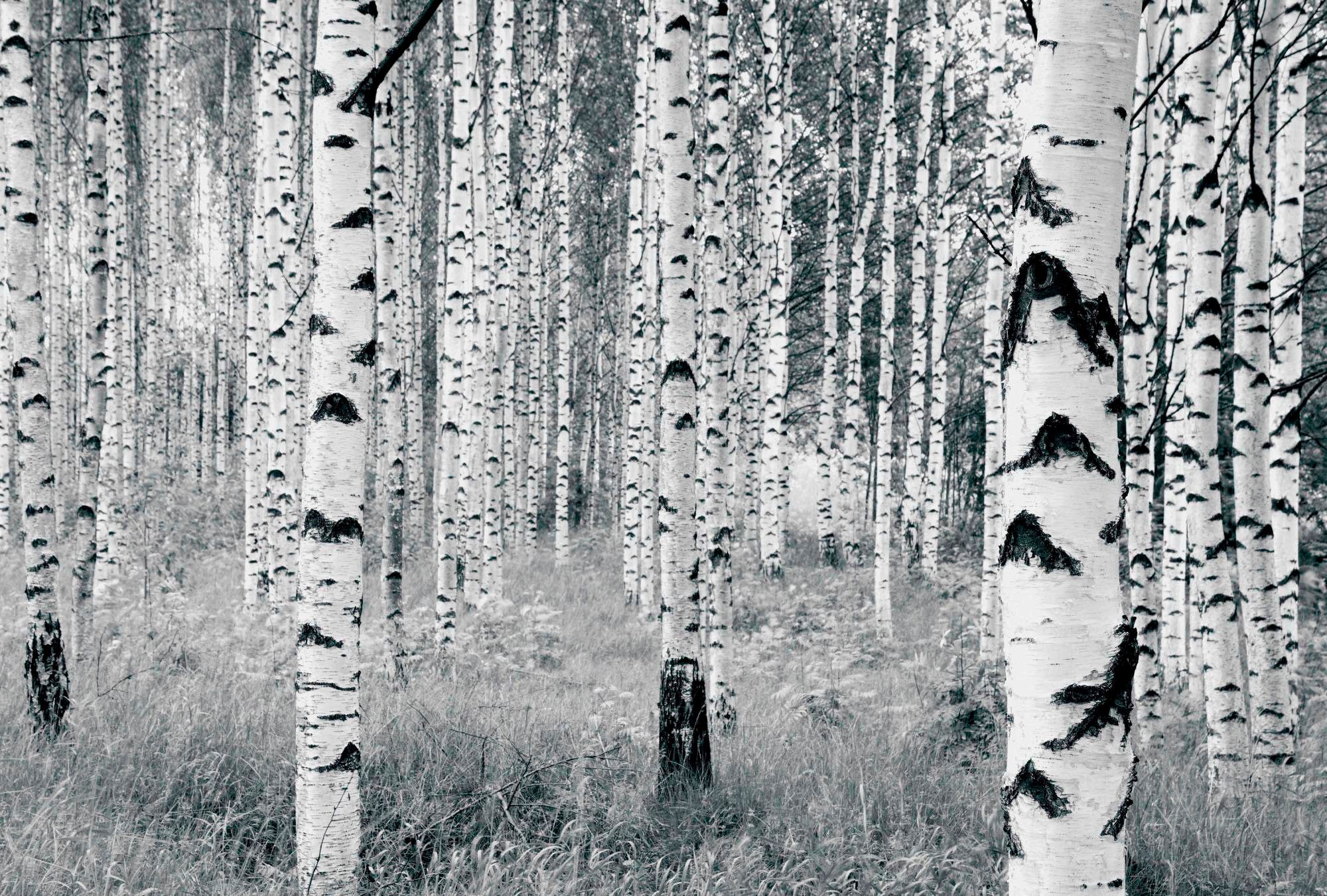 Komar Vliestapete "Woods", 400x270 cm (Breite x Höhe)