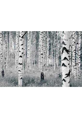 Komar Vliestapete »Woods« 400x270 cm (Breite...