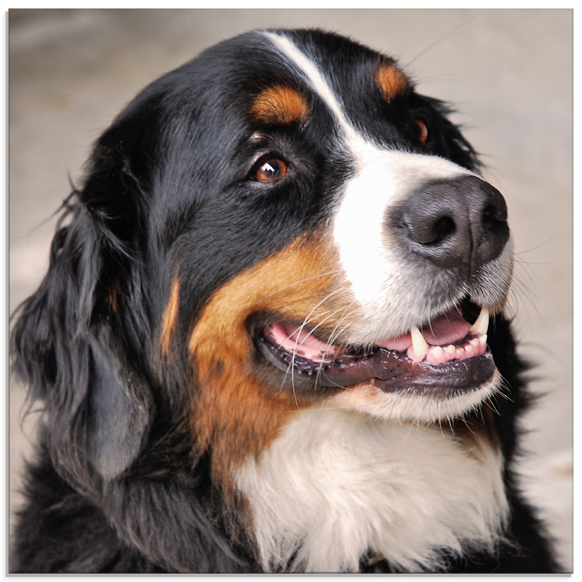 Glasbild in St.), Haustiere, »Berner | (1 Sennenhund«, BAUR Größen Artland bestellen verschiedenen