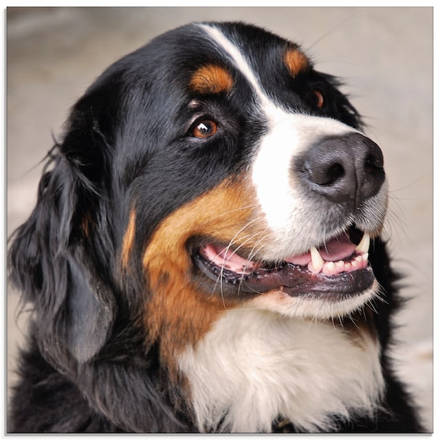 Haustiere, St.), (1 | Glasbild Sennenhund«, BAUR »Berner Artland verschiedenen in Größen bestellen