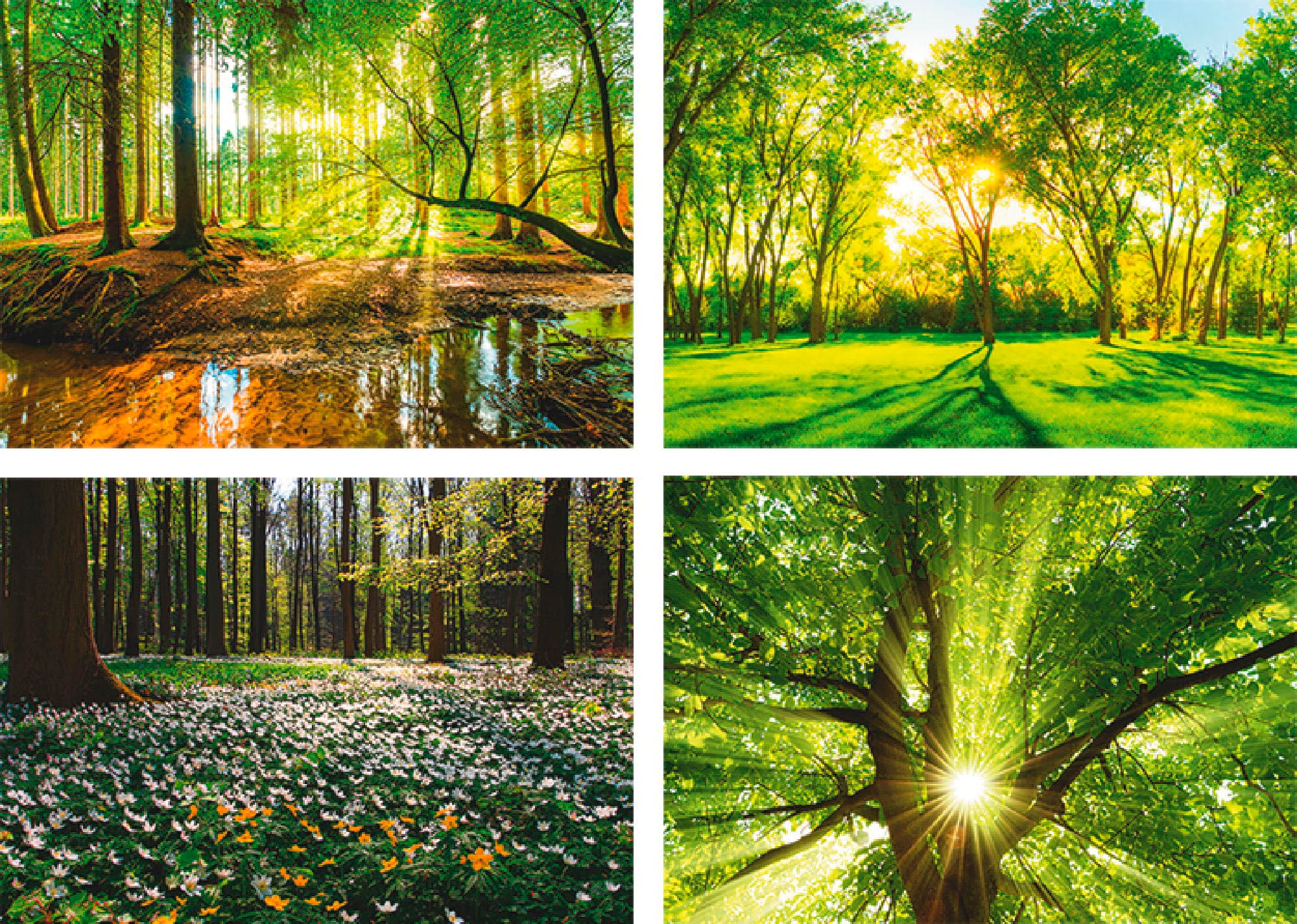 Artland "Wald Bach Frühling Windrosen Sonne Baum" Wald 4 tlg. Poster, Wandb günstig online kaufen