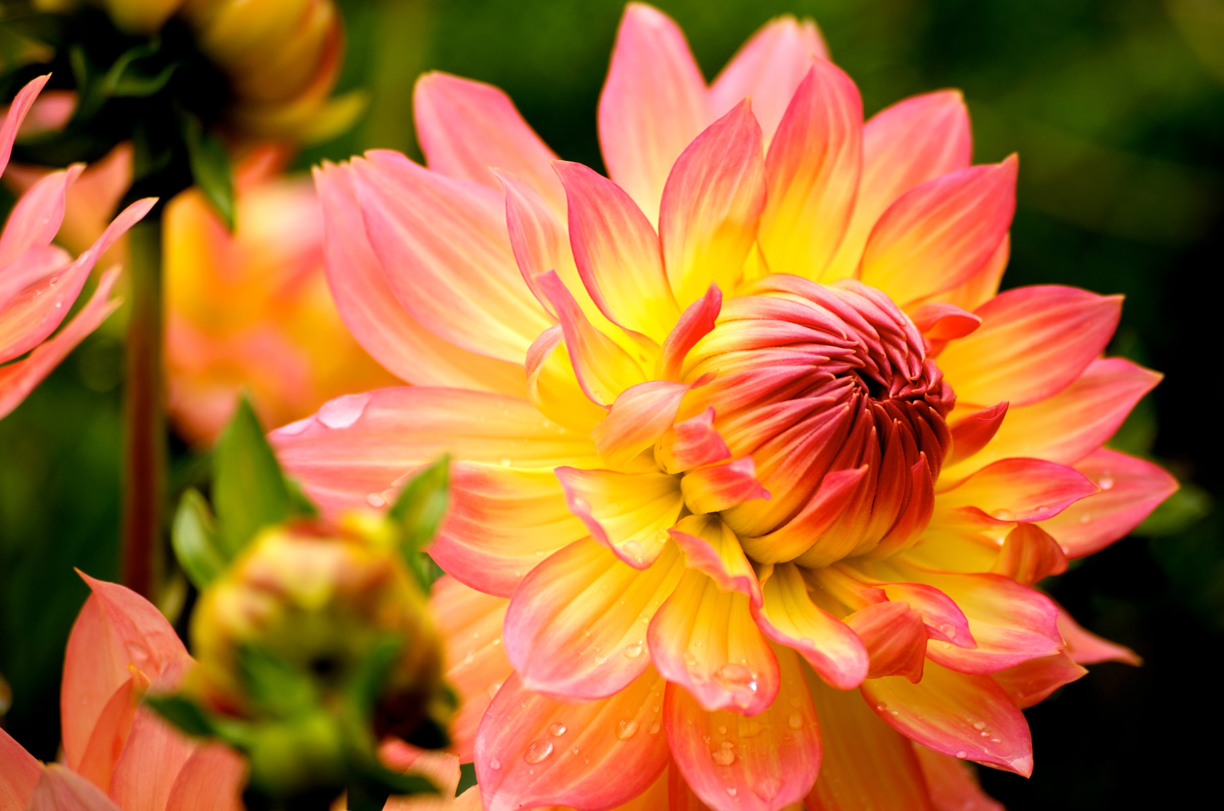 Papermoon Fototapete "Dahlia" glatt