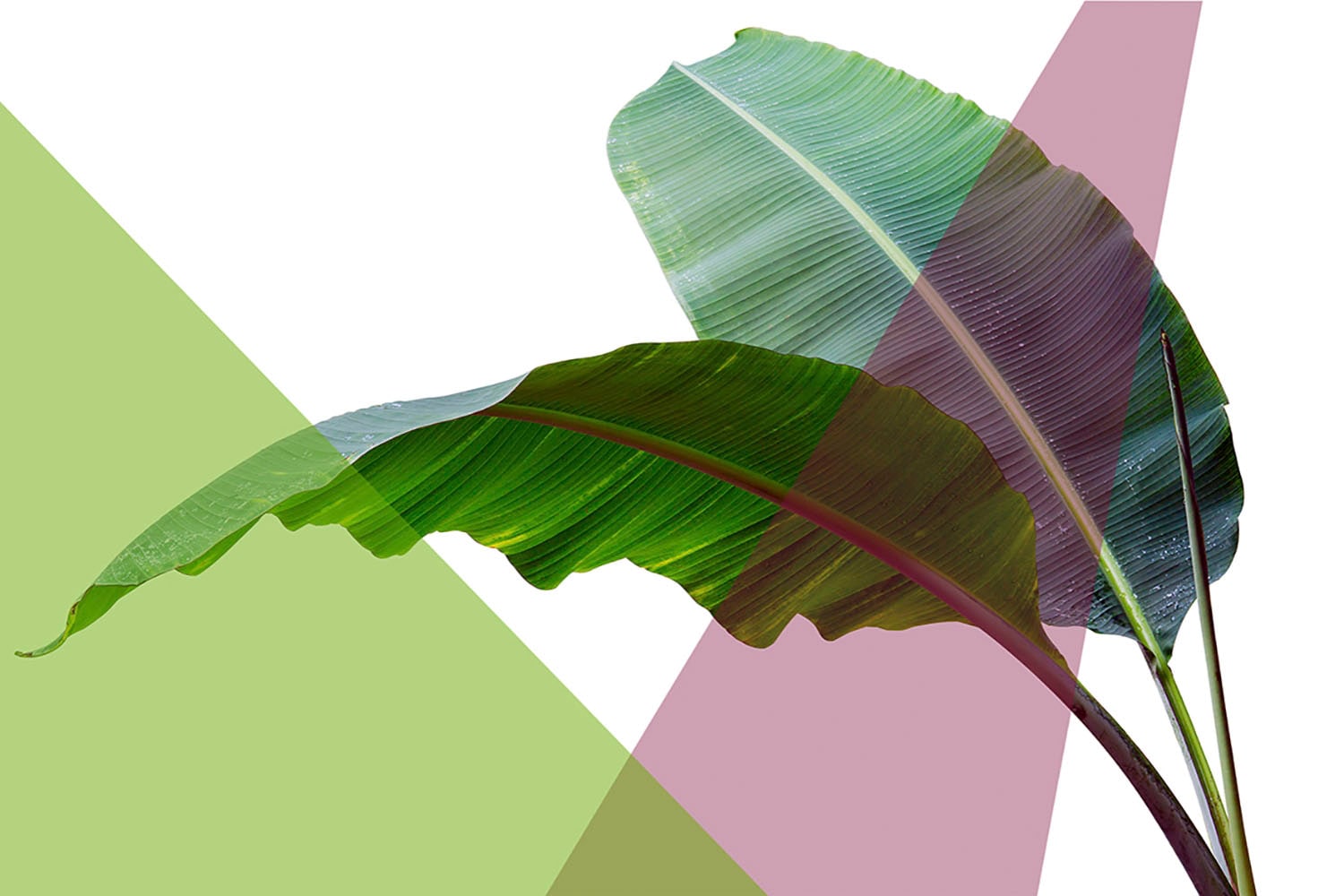 queence Acrylglasbild "Blätter" Blätter  Blätterbilder  Kunst  Pflanzen  Pf günstig online kaufen