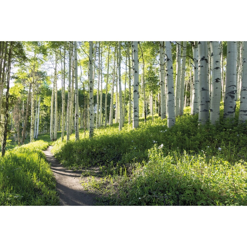 Papermoon Fototapete »Birch Hiking Trail«