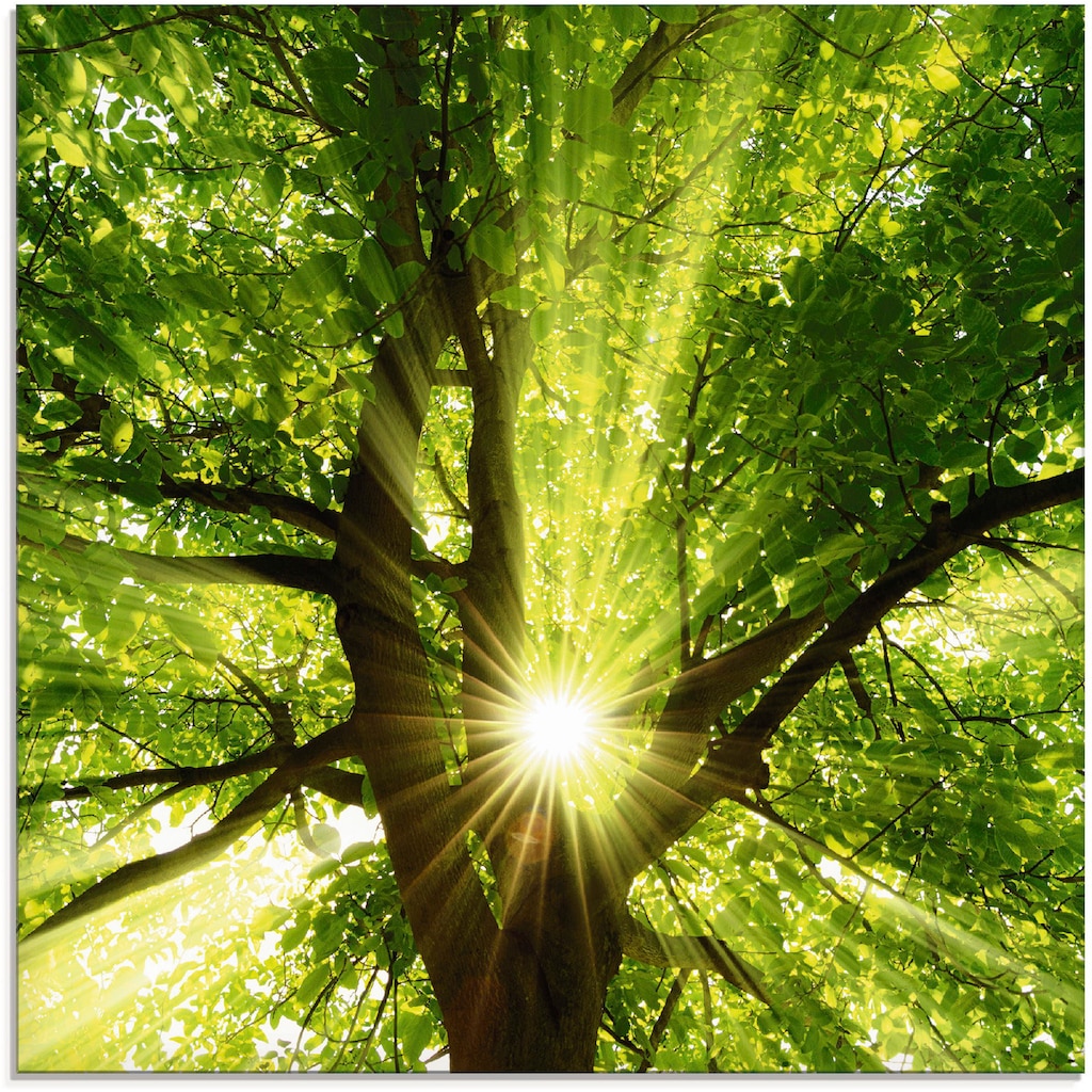Artland Glasbild »Sonne strahlt explosiv durch den Baum«, Bäume, (1 St.)