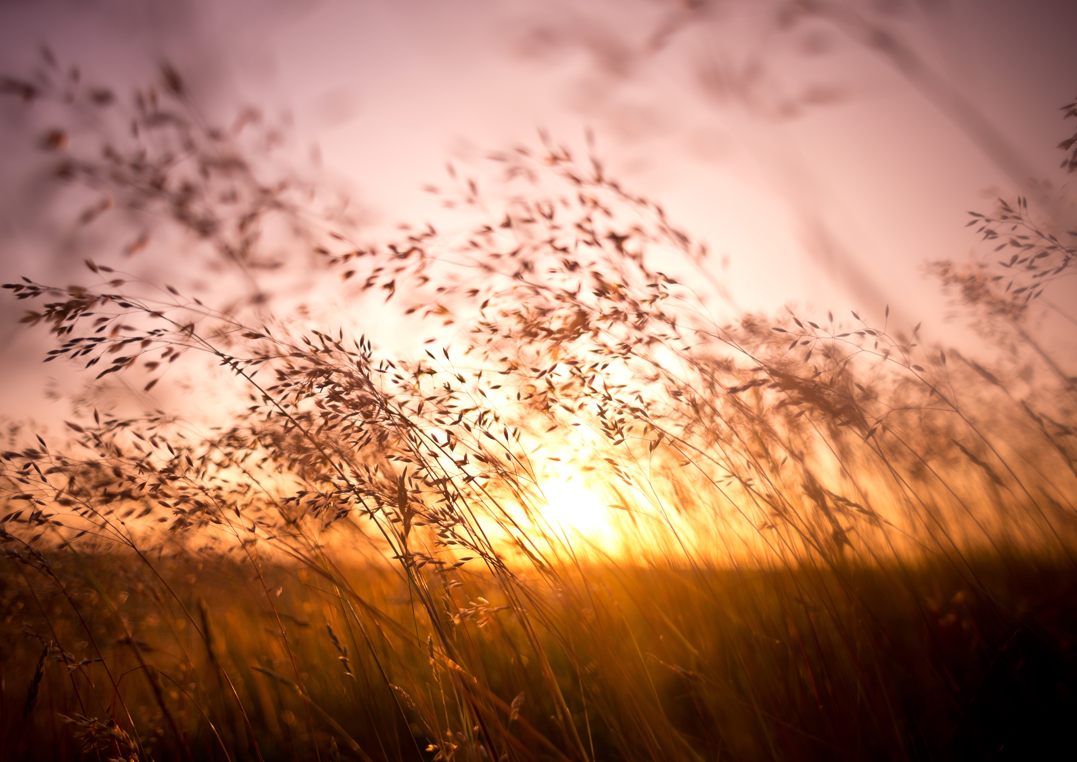 Papermoon Fototapete "Summer Dry Grass" glatt