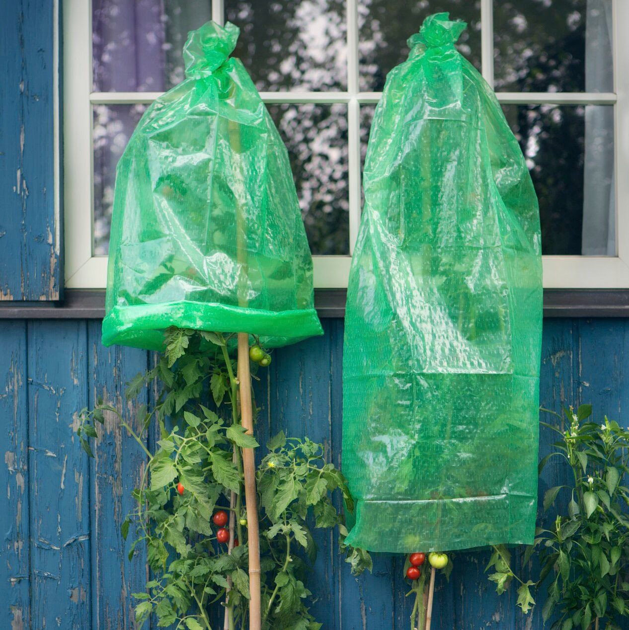 Windhager Winterschutzhaube Tomaten-Folienhaube, mitwachsend, 1,25 x 0,65 m