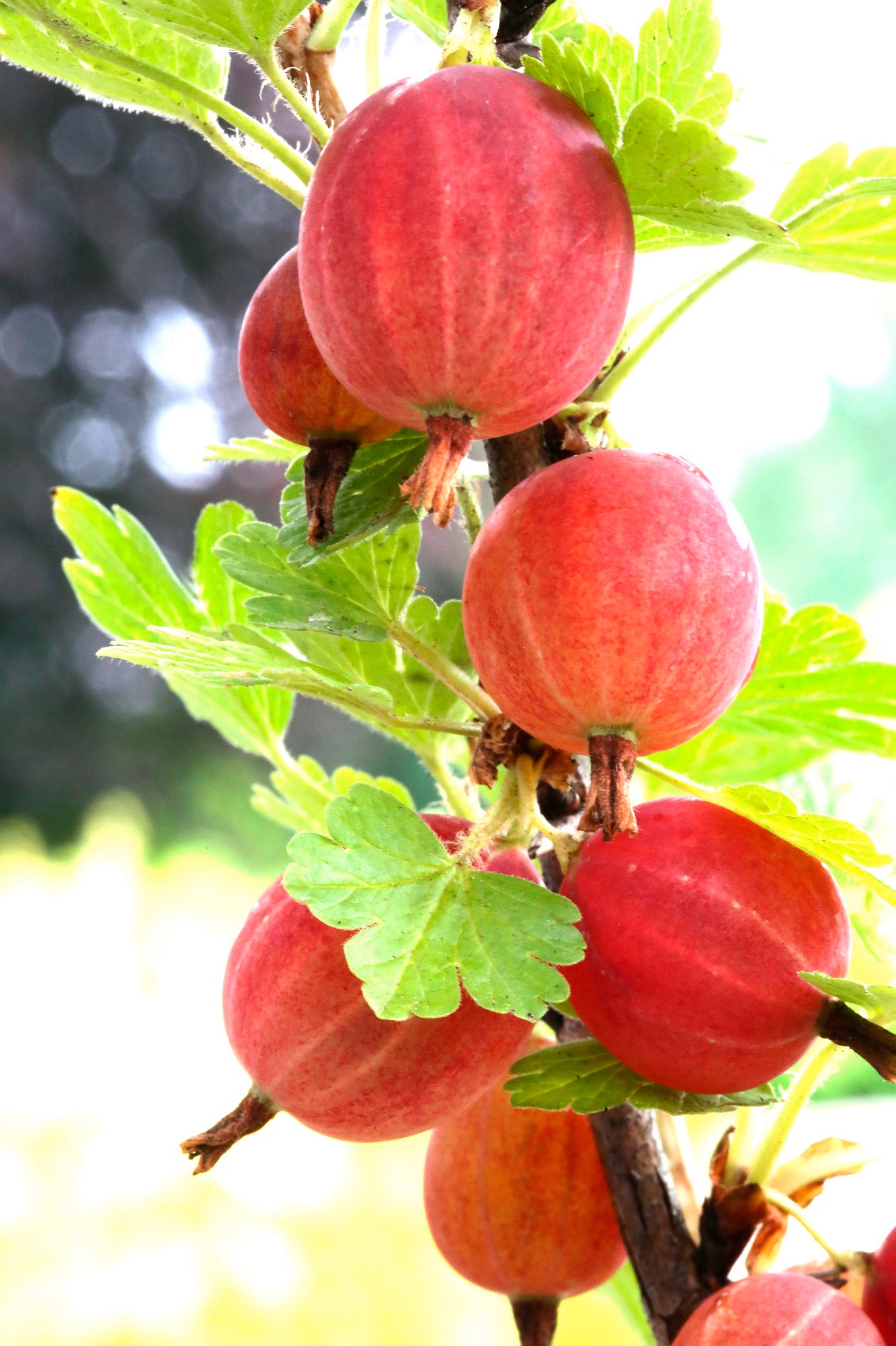 BCM Obstpflanze »Säulenobst Stachelbeere 'Larell' rot«, (1 St.), Höhe: 50 cm, 1 Pflanze kaufen