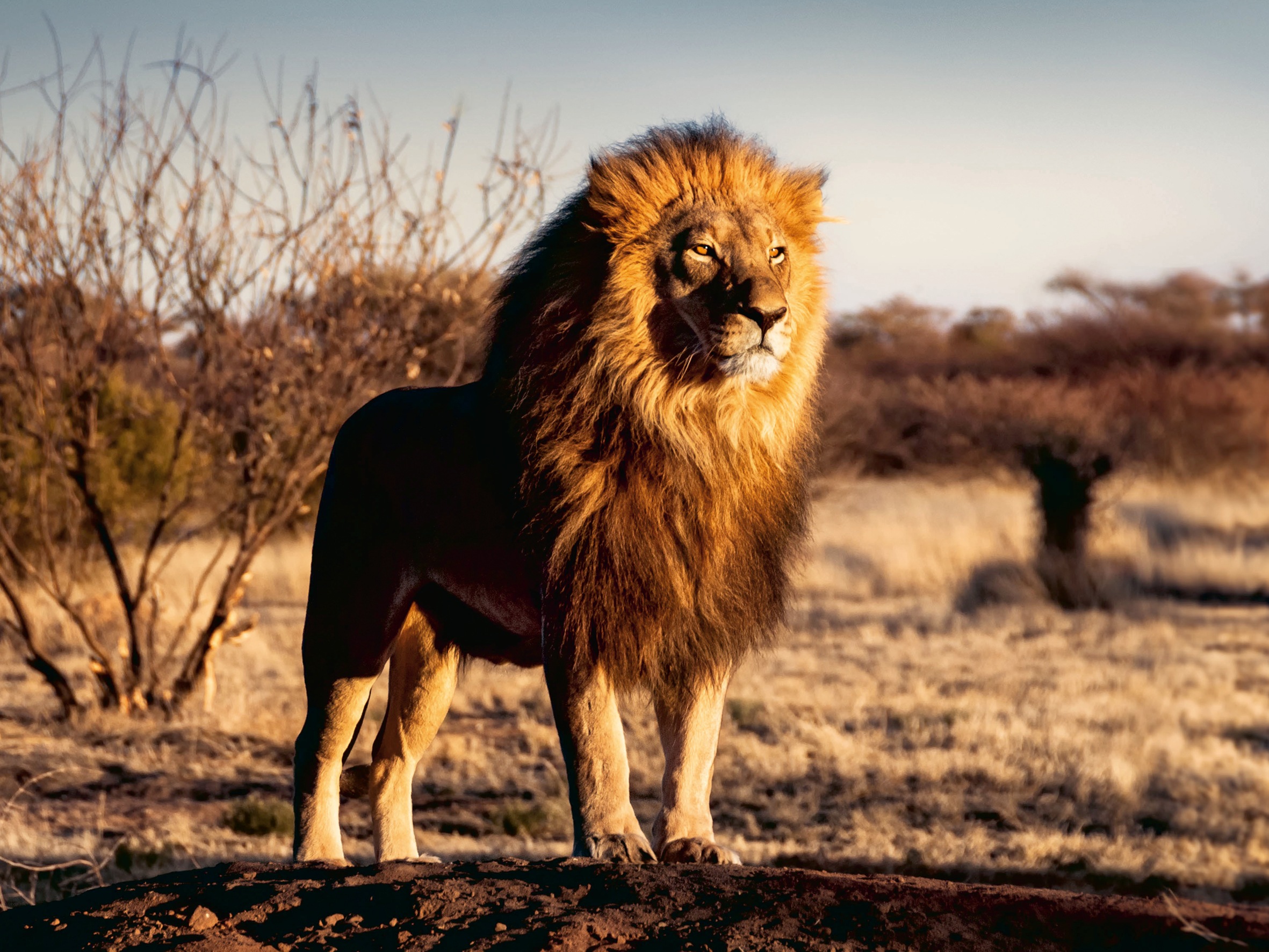 Ravensburger Puzzle »Der Löwe. Der König der Tiere«, Made in Germany