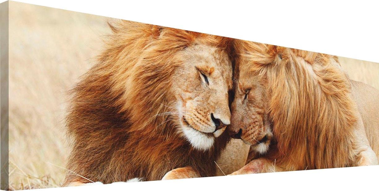Reinders! Wandbild »Löwenliebe« bestellen | BAUR
