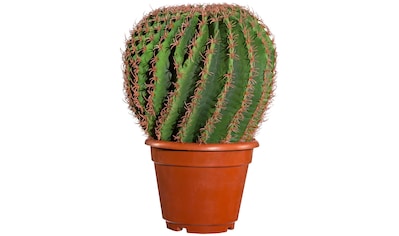 Kunstpflanze »Kaktus Echino«