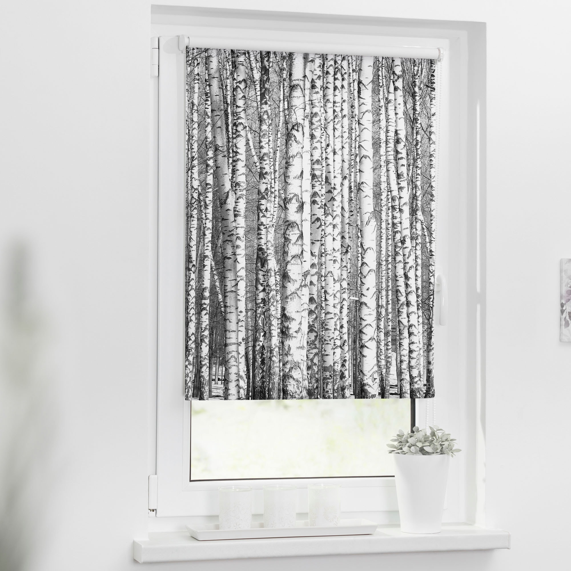 LICHTBLICK ORIGINAL Seitenzugrollo »Klemmfix Motiv Birken« Lichtschutz ohne Bohren freihängend bedruckt