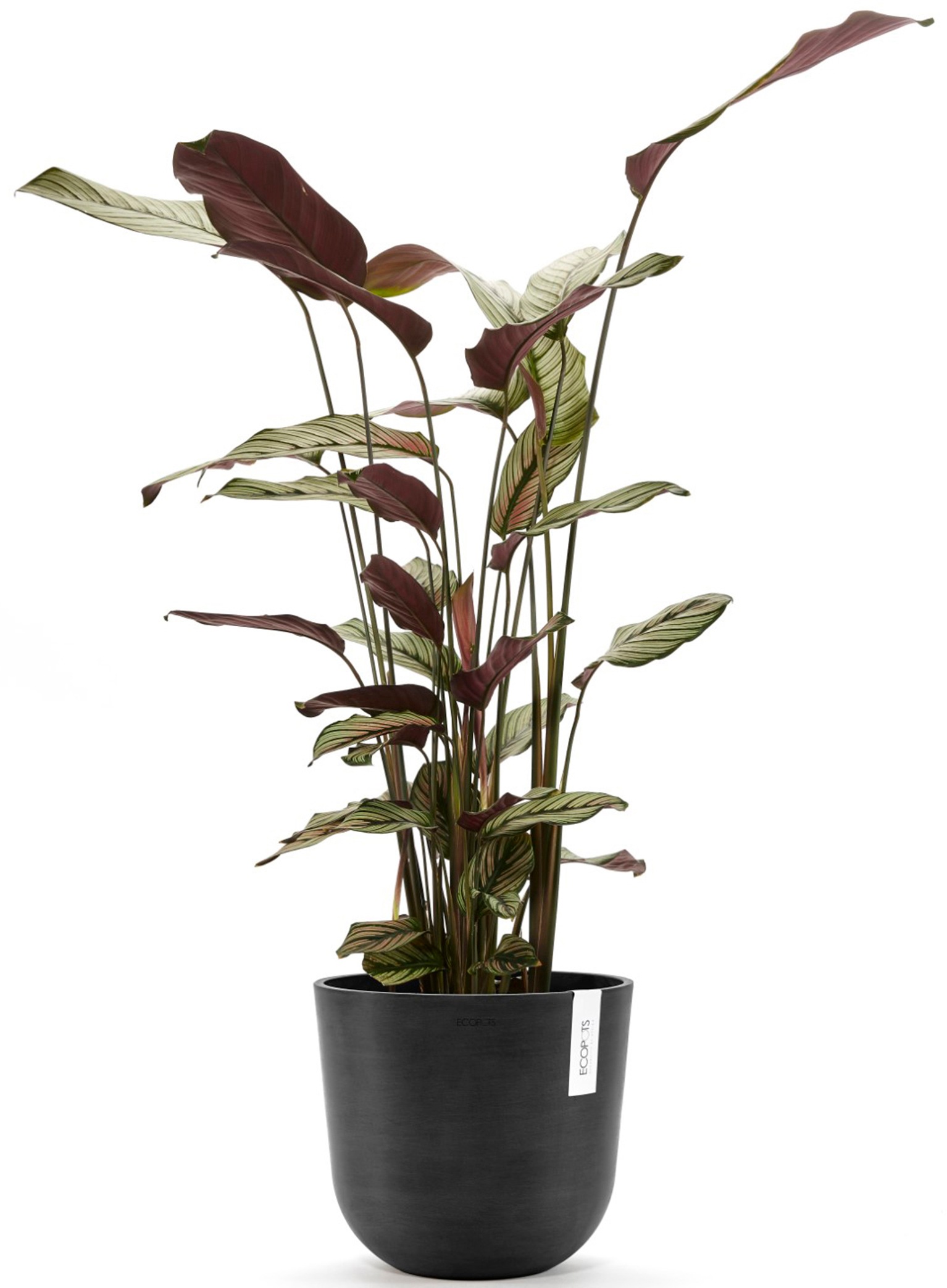 ECOPOTS Blumentopf »Oslo 25 + Wassersystem Dunkelgrau«, für innen und außen: frostsicher, bruchsicher und lichtbeständig