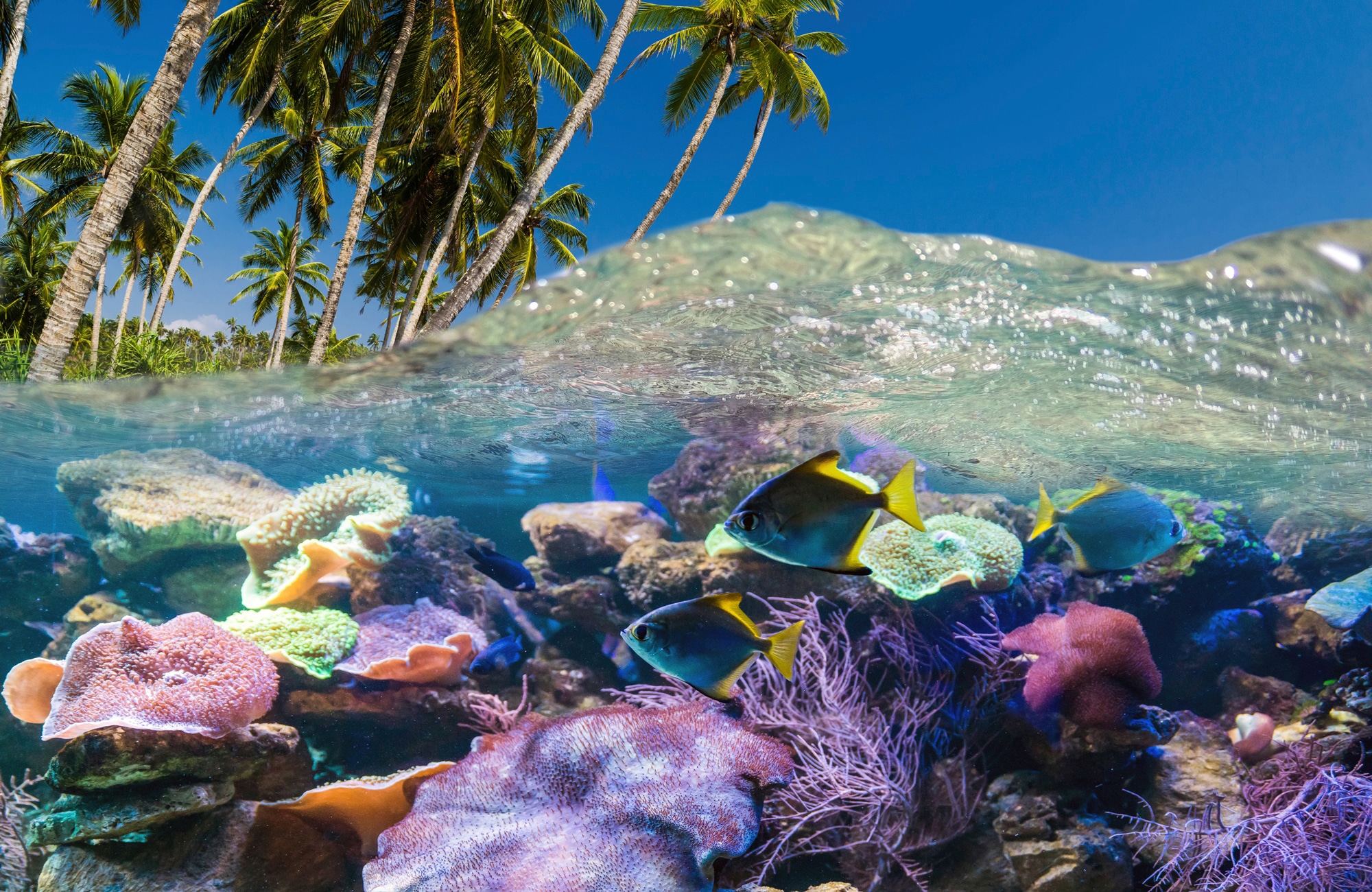 Papermoon "UNTERWASSER-WELT-FISCHE KORALLE SEE MEER PALMEN DÜNEN"